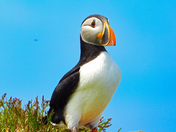 Atlantic Puffin