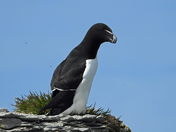 Razorbill