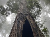 Redwood National Park