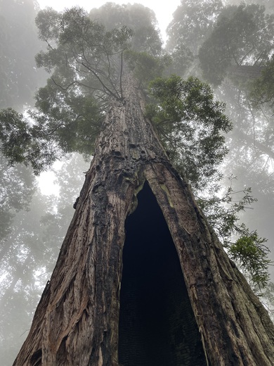 Redwood National Park