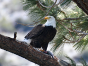 Inyo National Forest