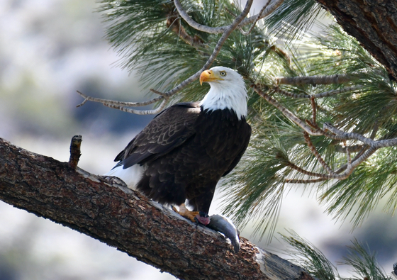 Inyo National Forest