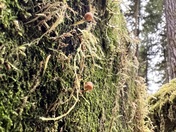 Olympic National Forest