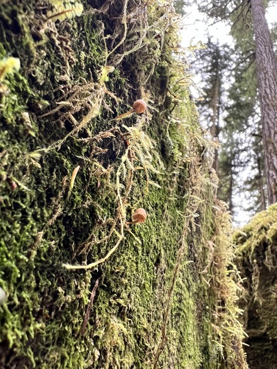 Olympic National Forest