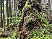 Olympic National Forest