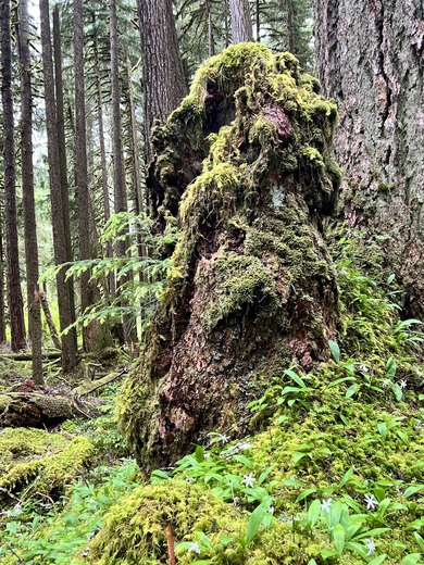 Olympic National Forest