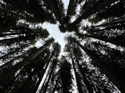 Olympic National Forest