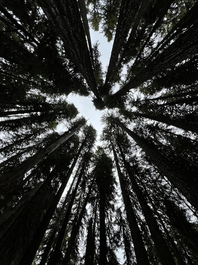 Olympic National Forest