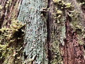 Olympic National Forest
