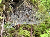 Olympic National Forest