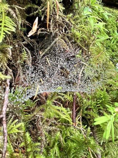 Olympic National Forest