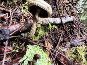 Olympic National Forest