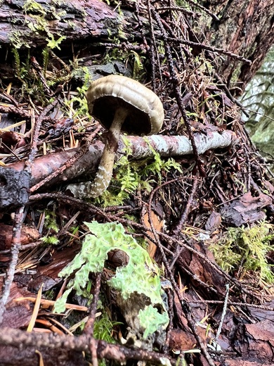 Olympic National Forest