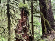 Olympic National Forest