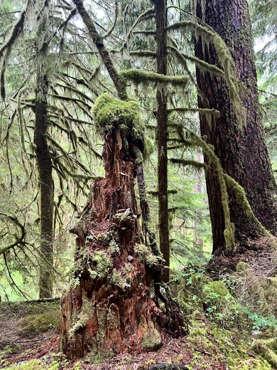 Olympic National Forest