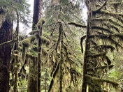 Olympic National Forest