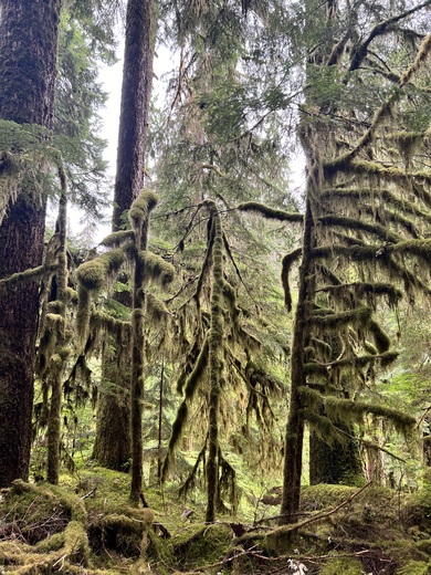 Olympic National Forest