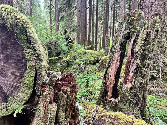 Olympic National Forest