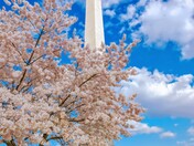 Washington Monument