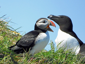 Puffin and Razorbill