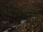 Saguaro National Park