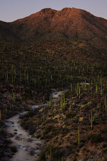 Saguaro National Park