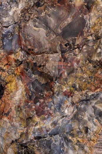 Petrified Forrest National Park