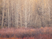 Grand Teton National Park