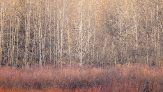 Grand Teton National Park