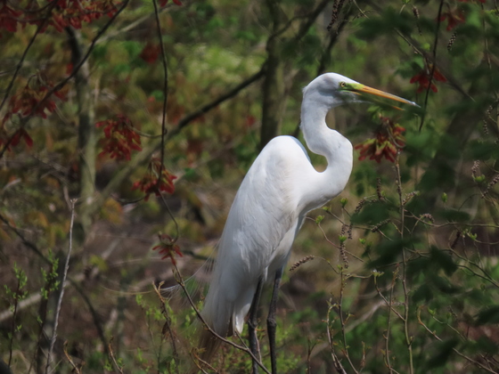 Bombay Hook National Wildlife Refuge