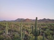 Saguaro National Park