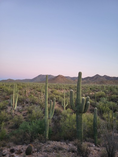 Saguaro National Park