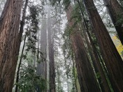 Redwood National Park