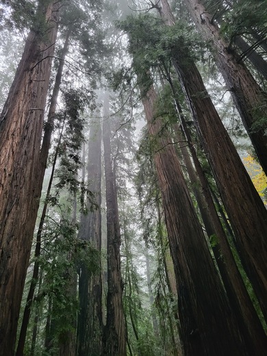 Redwood National Park