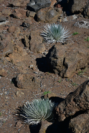 Haleakala National Park