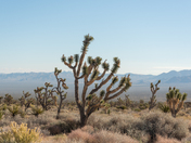 Mojave National Preserve