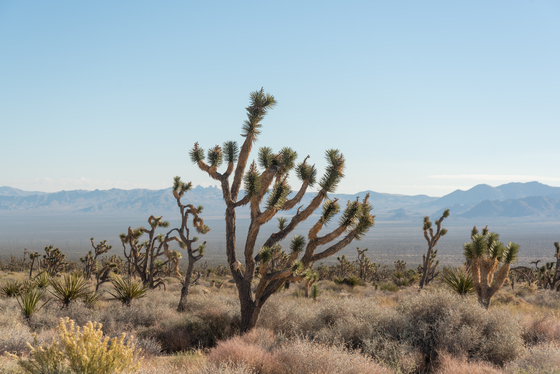 Mojave National Preserve