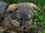 Channel Islands National Park