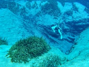 Alexander Springs