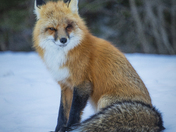 A Beautiful Winter Coat