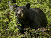 A Dandelion Lollipop