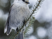 A Northern Gray Jay