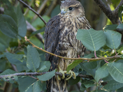 A Visiting Merlin