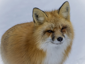 A Vixen in the Snow