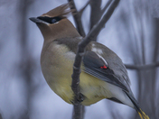 Cedar Waxwing 