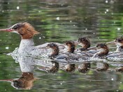 Family That Swims Together.....