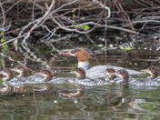 Common Merganser Family