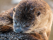River Otter hanging out!