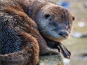 River Otter hanging out!