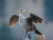 Pretty Cormorant Drying off in the wind....
